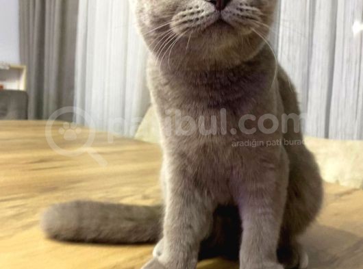 7 Aylık Scottish Fold görsel