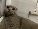 7 Aylık Scottish Fold