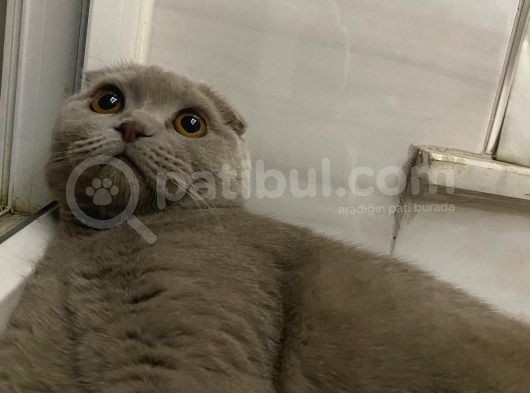7 Aylık Scottish Fold görsel