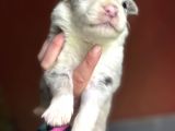 Renk Renk Border Collie Yavrular