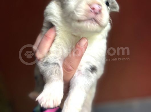 Renk Renk Border Collie Yavrular görsel