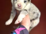 Renk renk border collie yavrular