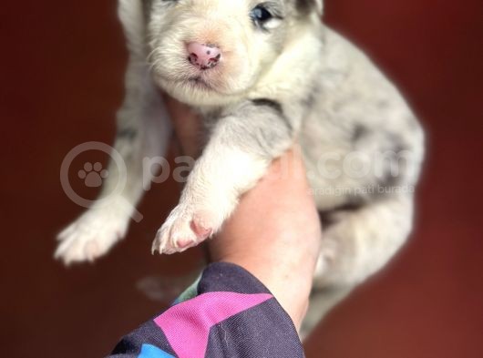 Renk Renk Border Collie Yavrular