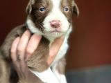 Renk Renk Border Collie Yavrular