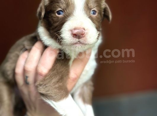 Renk Renk Border Collie Yavrular görsel