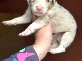 Renk Renk Border Collie Yavrular
