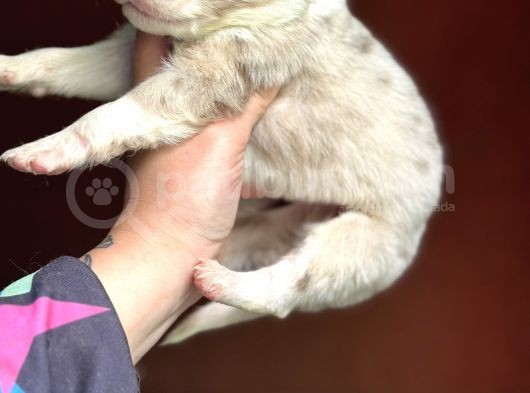 Renk Renk Border Collie Yavrular görsel