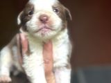 Renk Renk Border Collie Yavrular