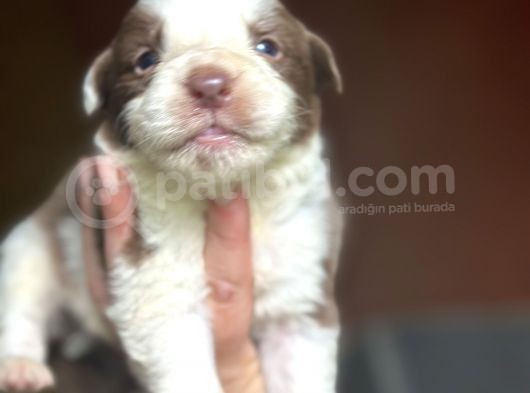 Renk Renk Border Collie Yavrular görsel