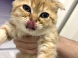 Aslan Renginde Scottish Fold Golden Dişi