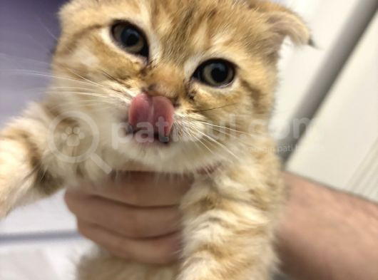 Aslan Renginde Scottish Fold Golden Dişi görsel