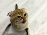 Aslan Renginde Scottish Fold Golden Dişi