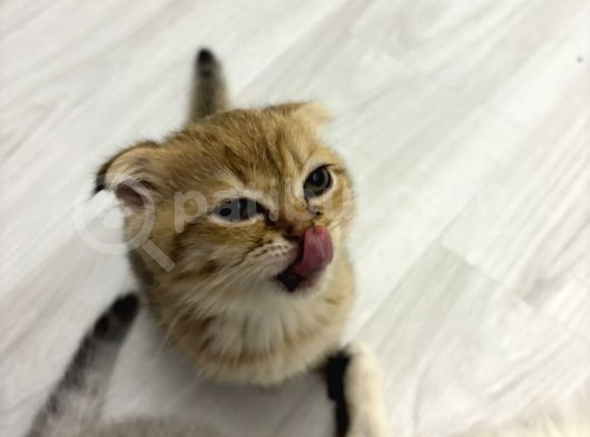 Aslan Renginde Scottish Fold Golden Dişi görsel