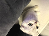 Beyaz Gümüş Scottish Fold Erkek