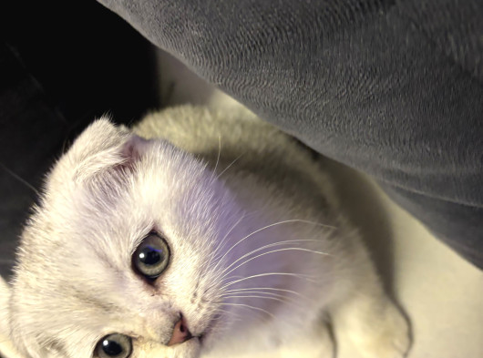 Beyaz Gümüş Scottish Fold Erkek görsel