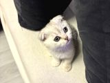 Beyaz Gümüş Scottish Fold Erkek