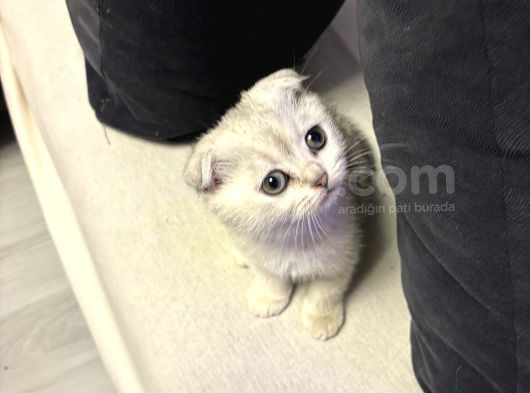 Beyaz Gümüş Scottish Fold Erkek