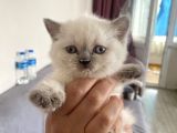 2 Aylık Beyaz Yavru Kedi