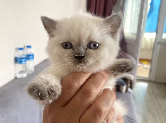 2 Aylık Beyaz Yavru Kedi görsel