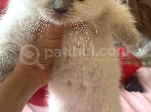 2 Aylık Beyaz Yavru Kedi görsel