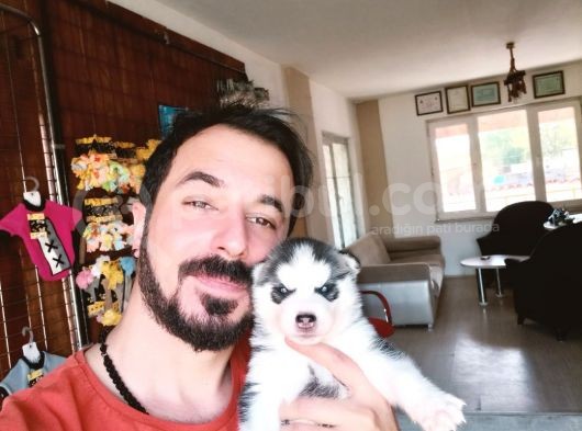 Kari̇zmati̇k Husky Sibirya Kurdu Yavrularimiz