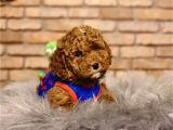 En Sevimli Toy Poodle Erkek Yavru