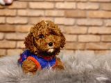 En sevimli Toy Poodle erkek Yavru
