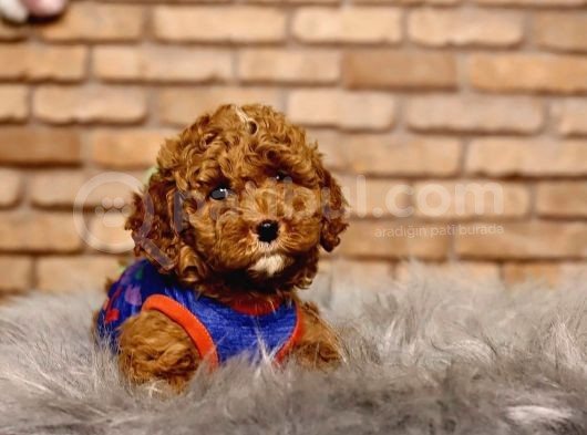 En Sevimli Toy Poodle Erkek Yavru
