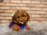 En Sevimli Toy Poodle Erkek Yavru