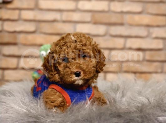 En Sevimli Toy Poodle Erkek Yavru görsel