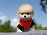 Teacup Pomeranian Boo Dişi Yavru