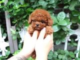 Hari̇ka Toypoodle Yavrular Şehi̇rdişi Gönderi̇li̇r