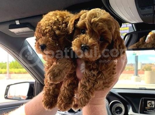 Hari̇ka Toypoodle Yavrular Şehi̇rdişi Gönderi̇li̇r görsel