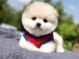 En Sevimli Yumuşacık Tüylü Scrli Pomeranian Boo Erkek