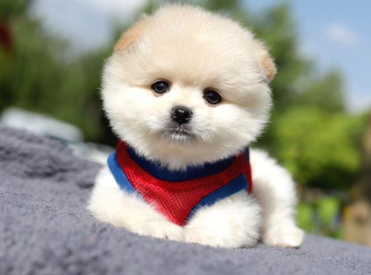 En Sevimli Yumuşacık Tüylü Scrli Pomeranian Boo Erkek görsel