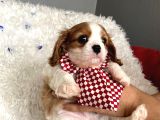 Cavalier Yavrular Şehirdışı Gönderilir
