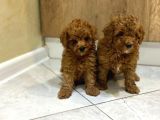 Hari̇ka Toypoodle Yavrular Şehi̇rdişi Gönderi̇li̇r