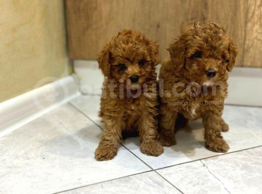 Hari̇ka Toypoodle Yavrular Şehi̇rdişi Gönderi̇li̇r görsel