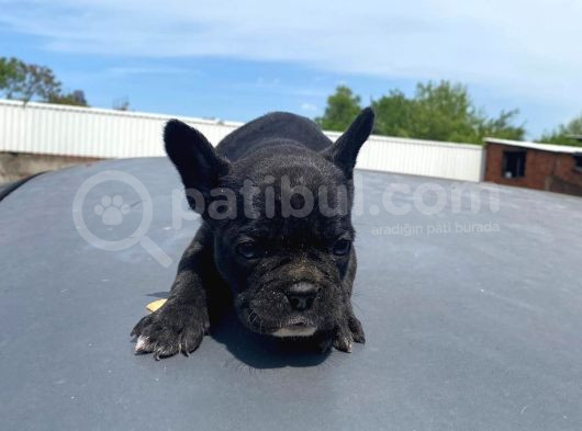 French Bull Dog Yavruları Mama Ve Malzeme Kanpanli görsel