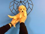 Pamuk Gi̇bi̇ Malti̇poo Bebekler