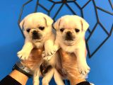 ÖZEL RENK KAR BEYAZ PUG MOPS BEBEKLER