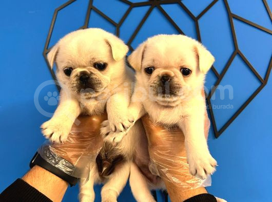 Özel Renk Kar Beyaz Pug Mops Bebekler
