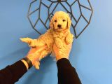 Sevi̇mli̇ Malti̇poo Bebekler