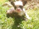 French Bull Dog Yavruları Mama Ve Malzeme Kanpanli