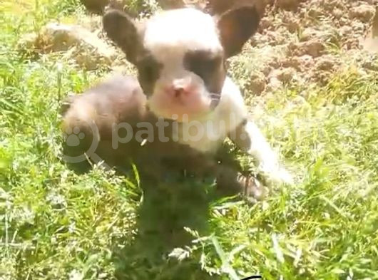 French Bull Dog Yavruları Mama Ve Malzeme Kanpanli görsel