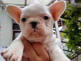 French Bull Dog Yavruları Mama Ve Malzeme Kanpanli