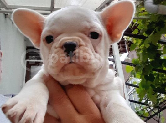French Bull Dog Yavruları Mama Ve Malzeme Kanpanli görsel
