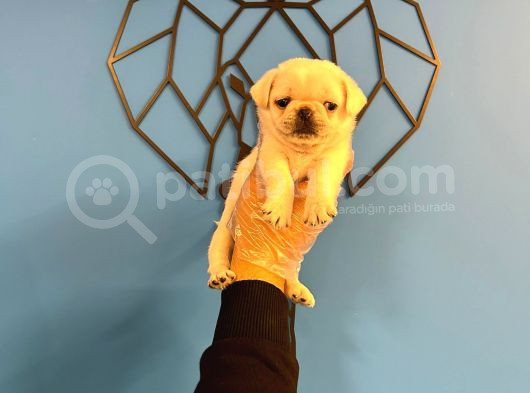 Özel Renk Kar Beyaz Pug Mops Bebekler görsel