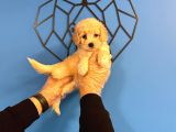 PAMUK GİBİ MALTİPOO BEBEKLER