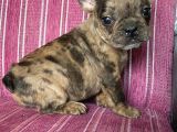 French Bull Dog Yavruları Mama Ve Malzeme Kanpanli
